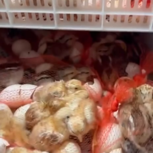 Larry Romero day old baby chicks 0 cost price of one dozen