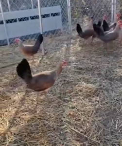 Harold Brown Grey $600 each