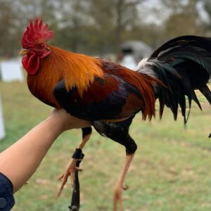 Larry Romero Albany 0