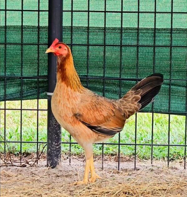 Larry Romero Albany pullet 0