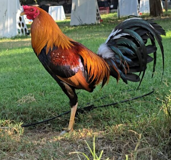 Larry Romero Kelso 0