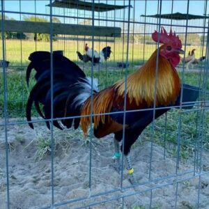 Larry Romero McLean Hatch 0