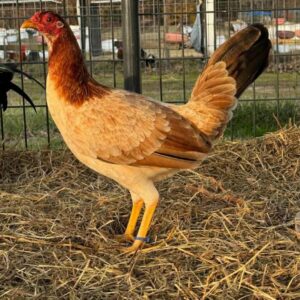 Larry Romero Sweater hen 0