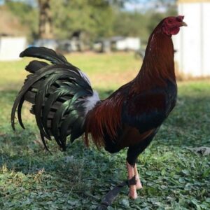 Larry Romero dark side Kelso 0