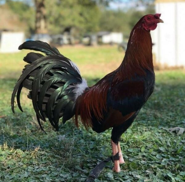 Larry Romero dark side Kelso 0