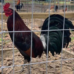 Larry Romero dark side McLean 0