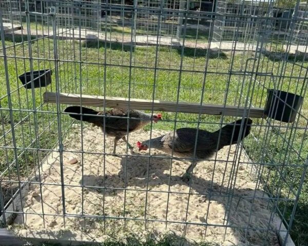 Larry Romero regular grey pullets 0 cost price of each head.