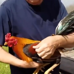 Pure Sweater rooster $700