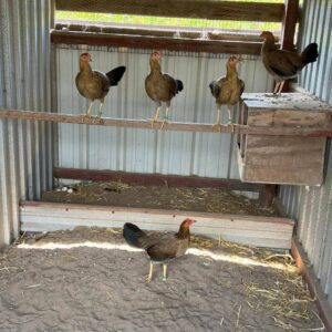 Pure kelso pullet $600