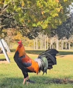 Pure kelso stag $700