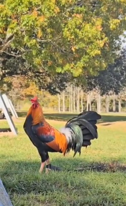 Pure kelso stag $700