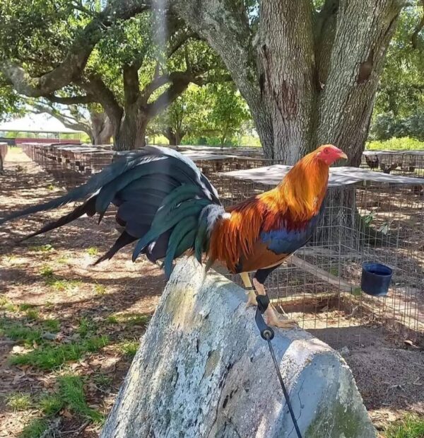 Larry Romero raptor Sweater 0